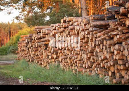 Frisch geschnittene Baumstämme liegen in einem Stapel am Rande eines Pinienwaldes. Stockfoto