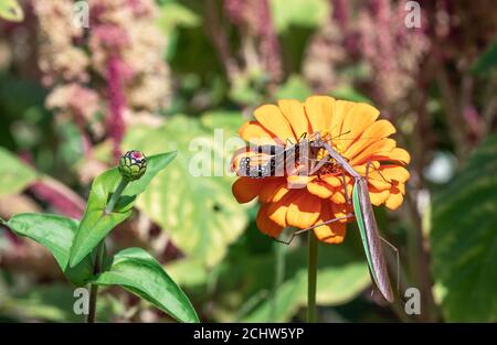 Nahaufnahme der weiblichen chinesischen Gottesanbeterin, die versucht, den Monarchen zu essen Schmetterling auf orange Zinnia Blume im Garten Stockfoto