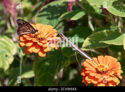 Nahaufnahme der weiblichen chinesischen Gottesanbeterin, die sich dem Monarchen Schmetterling nähert Garten auf orange Zinnien Stockfoto