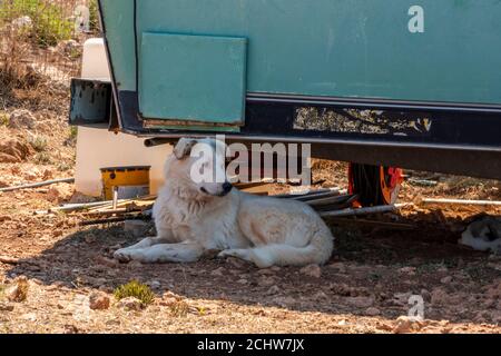 Ein streunender Wachhund im Schatten der Sonne unter einer Karawak auf einem Zigeunerplatz auf der griechischen Insel zakynthos, zante, griechenland Stockfoto