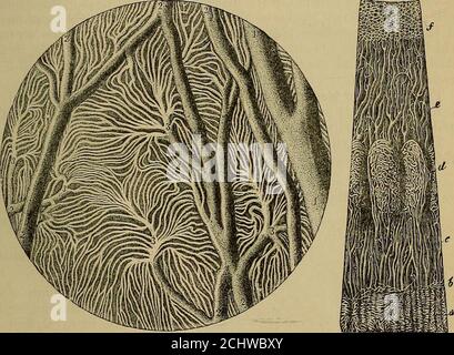 . Quains Elemente der Anatomie . Die IRIS. iris ist die kontraktile und farbige Membran ^vhich ist in seiner hinter der transparenten Hornhaut zu sehen, und gibt die Tönung an das Augencenter es durch eine Öffnung perforiert ist - die 2nipil. An seiner umlaufenden Grenze ist Avhich fast kreisförmig, die Iris ist DIE Leis. 405 kontinuierlich mit der Aderhaut und durch das Ligamentum pectinatum mit der Hornhaut: Der freie innere Rand ist die Grenze der Pupille. Die irismißt einen halben Zoll über, und, in einem Zustand der Ruhe, ungefähr ein Fünftel von einem Zoll vom Umfang zur Pupille. Die vordere Oberfläche, yariously col Stockfoto