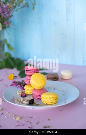 Rosa und gelbe Macarons auf weißem Teller auf rosa Oberfläche auf blauem Holzhintergrund mit wilden Früchten und Wild Blumen Stockfoto