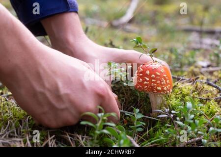 Mann schneidet eine Fliege agaric durch Fehler am Wald. Stockfoto