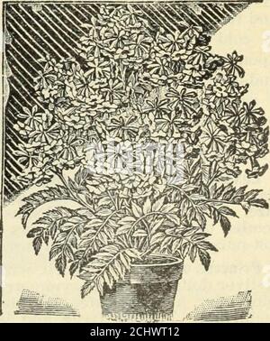 . Lovett's speziellen Katalog von Rosen geraniums cannas Palmen Nelken, Chrysanthemen gladiolus, Lilien, winterharte krautige Pflanzen und andere Sommer blühenden Pflanzen und Zwiebeln . 54 /. T. LOVETT, KLEINE SILBERNE UND ROTE BASKE, N. J. TUBEROSE. VERBENAS. Stockfoto