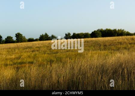 Dorney Wetlands Meadow lange Graslandschaft Stockfoto