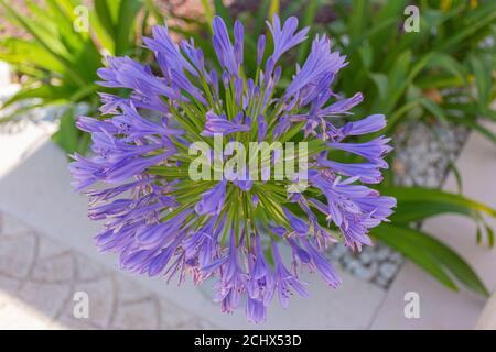 Nahaufnahme der violetten afrikanischen Lilie (Agapanthus) Stockfoto