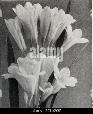 . Beckert's Bulb Katalog : Herbst 1916 . Dicentra spectabilis BECKERTS JÄHRLICH HERBST KATALOG DER ERLESENSTEN GLÜHBIRNEN 17 Reinheit. Ein reines Weiß-Maniiiijoth bulbsErste Größe Glühbirnen. FREESIA, Fortsetzung rict.V ol große Größe. Jeder -blühte vi i in. (Haupt. ; Y bis 1 Zoll Cliam Tubergeni (Ragionieri). Ein völlig neues Rennen. Seine char-acteristics sind robustes Wachstum, große Fülle von Blumen ina große Anzahl von schönen und einzigartigen Farben und Schattierungen. PP. Red Freesia (Anomatbeca amenta). Für Topfkultur, mit hellen scharlachroten Blüten. Postpaid 02 up SO 05 04 OS Doz.SO 5040 50 ■ ooS3 702 60 I.oonS35 0(124 0(1. 15 1 00 F Stockfoto