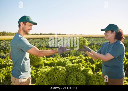 Seitenansicht Porträt von zwei lächelnden Arbeitern, die Ernte auf den Wagen laden, während sie auf der Gemüseplantage im Freien im Sonnenlicht stehen, Platz kopieren Stockfoto