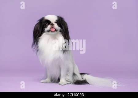 Cute Japanese Chin vor violettem Hintergrund. Studioaufnahme Stockfoto