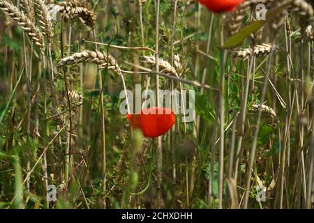 Rote Mohnblumen in einem Weizenfeld Stockfoto