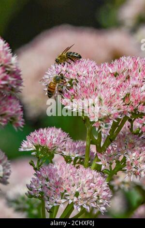 Honigbiene - APIs mellifera - Bestäubung einer rosa Blume - apis Honigbiene auf Blume Abschluss Bestäubung Stockfoto