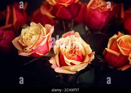 Nahaufnahme Foto von Strauß von frischem Rot und Gelb Orangen schließen vor dunklem Hintergrund Stockfoto