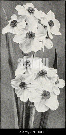 . Beckert's Bulb Katalog : Herbst 1916 . r in Körben, etc., von sphagnum Moos. PORTO AUF POLYANTHUS NARCISSI. Wenn per Paketpost gesendet werden, fügen Sie für postageto Katalogpreise hinzu, zu Ihrem Zonentarif, für 3 lbs. Pro Dutzend Birnen und für 22 lbs. Pro 100 Birnen. AUF CHINESISCHEN NARZISSEN und PAPIERWEISSEN GRANDIFLORA-Lampen Porto für 4 lbs. Pro doz. KLEINE WEISSE KIESELSTEINE. Qt. 10 CT., 3 qts. Für 25 CT. WHITE-PETALED POLYANTHUS NARCISSUS Chinese Sacred Narcissus. Beliebt überall für den Anbau in Schalen von Wasser und Kieselsteinen, auch für Weihnachten Schnittblumen gezwungen. Mehrere Blütenspitzen werden von jeder Birne produziert Stockfoto