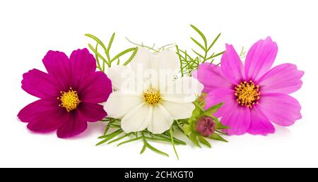 Garten Kosmos isoliert auf weißem Hintergrund Stockfoto