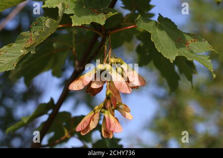 Nahaufnahme von Ahornbaumkernen Stockfoto