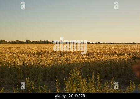 Weitwinkel-Ansicht auf reichen goldenen Feld mit Kulturen und Roggen beleuchtet von Sonnenuntergang Licht, ländliche Szene und Plantage Konzept, Kopierraum Stockfoto