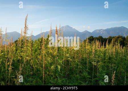 Hanf- oder Marihuanapflanzen, die bei Sonnenschein auf dem Feld wachsen. Stockfoto