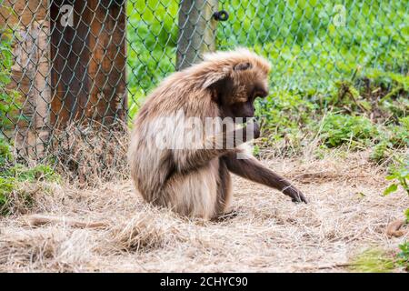 Gelada Pavian (Theropithecus gelada) im Zoo von Edinburgh, Schottland, Großbritannien Stockfoto