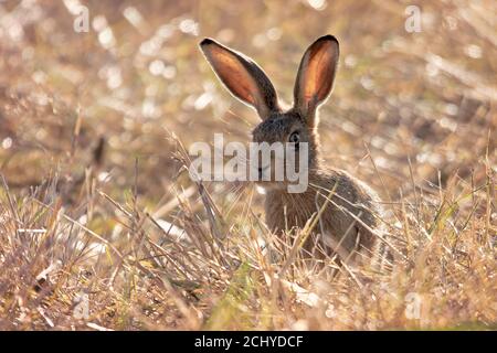 Juvenile Brown Hare auch bekannt als Leveret saß in Langes Gras Stockfoto