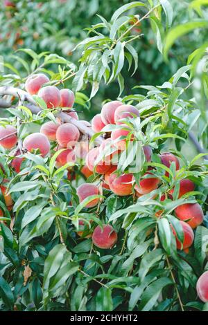 Pfirsiche auf Baum. Ernte reife Pfirsiche auf Pfirsichbaum im Garten draußen. Fülle der Fruchtbarkeit der Obstbäume im Gartenbau. Stockfoto