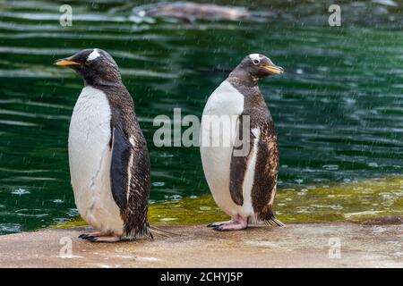 Ein Paar Gentoo-Pinguine (pygoscelis papua), die neben dem Teich im Pinguingehege im Edinburgh Zoo, Schottland, Großbritannien, stehen Stockfoto