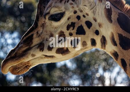 Die Giraffe (Giraffa) ist ein afrikanisches Artiodactyl-Säugetier, das höchste lebende Landtier und das größte Wiederkäuer. Stockfoto