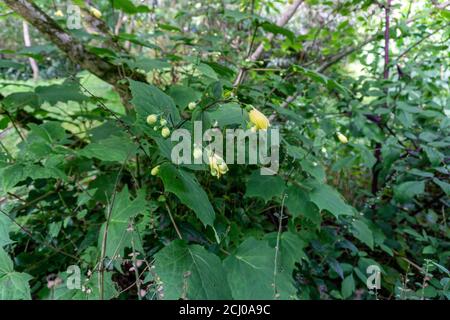 Kirengeshoma palmata, eine Pflanze mit großen Palmatenblättern und gelben glockenförmigen Blüten. Stockfoto