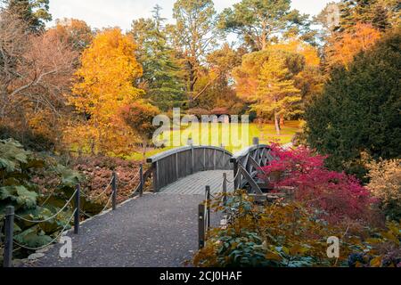 Schöne malerische gewölbte Holzbrücke mit Herbstblättern im Herbst Farben Park mit großen bunten Bäumen. Beruhigender Blick auf die Natur. Saisonales Backgro Stockfoto
