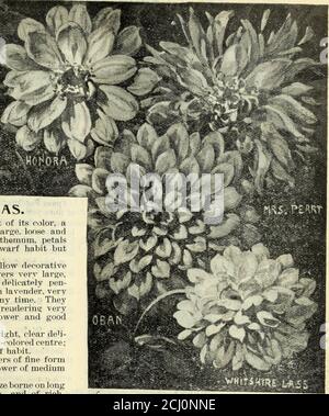 . Lovett's speziellen Katalog von Rosen geraniums cannas Palmen Nelken, Chrysanthemen gladiolus, Lilien, winterharte krautige Pflanzen und andere Sommer blühenden Pflanzen und Zwiebeln . ^helfe Kent. Große Flowei-s in großer Fülle, ein entzückendes kirschrot. Mit den Blütenblättern mit weißen Spitze; sehr attraktiv und hübsch. •..Nymphsa. Die Rosa Seerose Dahlia. Blütenbreit und wachsartig; volle, eingekerbte Mitte. Die Farbe ist selten und schön, eine klare, helle, Garnelen rosa schattendunkler in Richtung der äußeren Blütenblätter. Ein robuster Züchter mit langen Stielen. Patrick Henry. Blüten von feiner Form, sehr großund schön, mit Sho Stockfoto