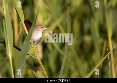 Niedlicher kleiner Vogel. Grün gelb Natur Hintergrund. Vogel: Cettis Walmler. Stockfoto