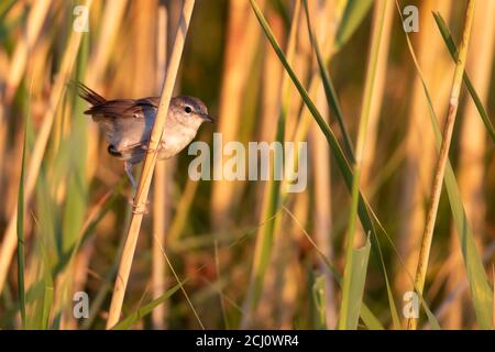 Niedlicher kleiner Vogel. Grün gelb Natur Hintergrund. Vogel: Cettis Walmler. Stockfoto