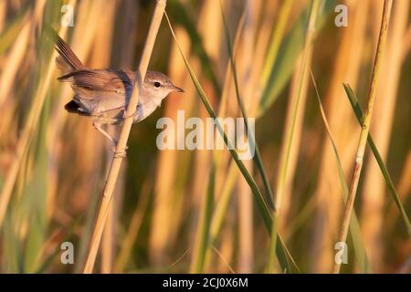 Niedlicher kleiner Vogel. Grün gelb Natur Hintergrund. Vogel: Cettis Walmler. Stockfoto