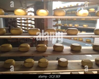 Holländischer Käse als Touristenattraktion in den Niederlanden. Formen von Käse, lokale Produkte, in den Regalen der touristischen Geschäfte in Amstedam angezeigt Stockfoto