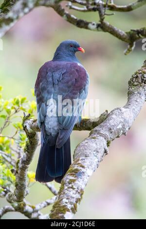 Chatham-Taube (Hemiphaga chathamensis), auf einem alten Baum thront, Neuseeland, Chatham-Inseln, Chatham-Insel Stockfoto