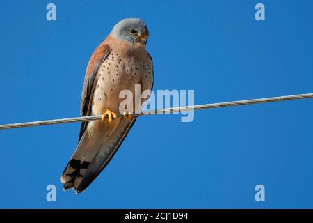 Kleiner Turmfalke (Falco naumanni), sitzt auf einer Stromleitung, Spanien, Castilla y Leon Stockfoto