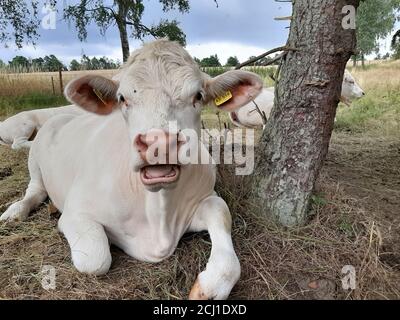 Charolais-Rind (Bos primigenius f. stier), auf einer Wiese ruhend Stockfoto