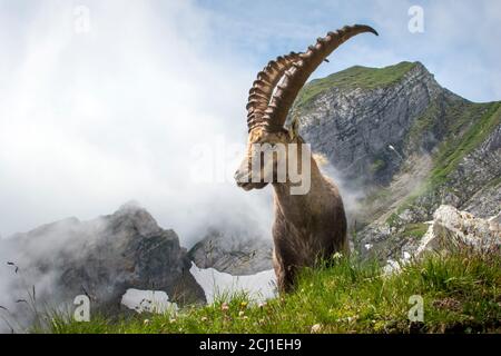 Steinbock (Capra Steinbock, Capra Steinbock Steinbock), steht vor einer wolkenbewölkten Bergkulisse, Schweiz, Alpstein, Saentis Stockfoto