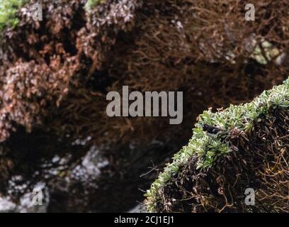 Chatham Island Tomtit (Petroica macrocephala chathamensis, Petroica chathamensis), Männchen auf einem Busch auf Mangere Island, Neuseeland, Stockfoto