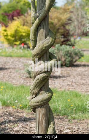 Chinesische Glyzinie (Wisteria sinensis 'Texas Purple', Wisteria sinensis Texas Purple), Stamm der Sorte Texas Purple Stockfoto