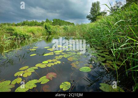 Weiße Seerose, weiße Teichlilie (Nymphaea alba), vor der Schilfzone, Niederlande, Overijssel, Weerribben-Wieden Nationalpark Stockfoto