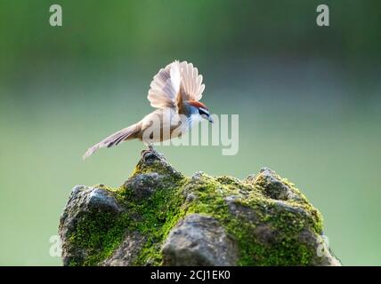 Kastanien-bauchige Nuthatch (Sitta cinnamoventris), auf einem Stein im Fluss Lebensraum thront, Flügel hoch gehalten beim Start, China Stockfoto