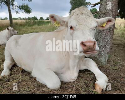 Charolais-Rind (Bos primigenius f. stier), auf einer Wiese ruhend Stockfoto