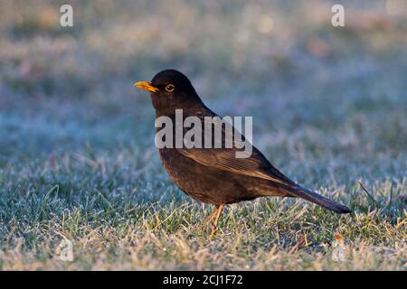 amsel (Turdus merula), Männchen auf einem frostbedeckten Rasen am frühen Morgen stehend., Niederlande Stockfoto