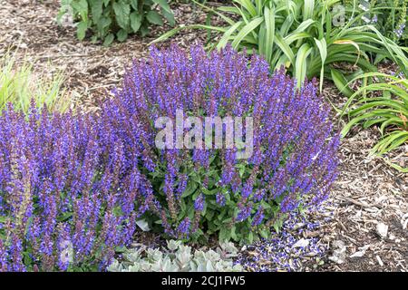 Waldsalbei, Balkanklary, Holzsalbei (Salvia nemorosa 'Violet profusion', Salvia nemorosa Violet profusion), blühend, kultivierte Violet-Profusion Stockfoto