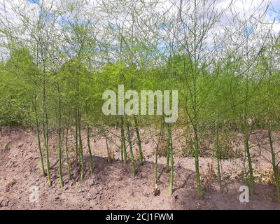 Gartensparagus, Sparrow Gras, Wildsparagus (Asparagus officinalis), Grünpflanzen auf einem Feld, Deutschland Stockfoto
