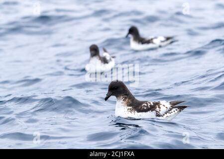 Pintado-Sturmvogel, antarktischer Kapsturmvogel, Kapsturmvogel (Daption capense australe, Daption australe), Schwimmen vor der Küste der Snares-Inseln, Neu Stockfoto