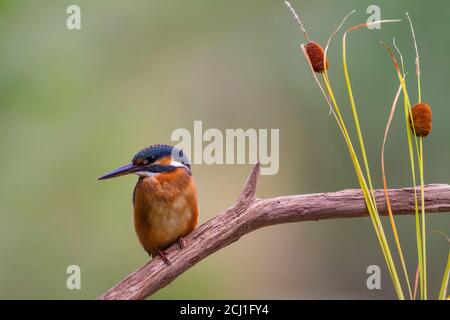 Flusseisvogel (Alcedo atthis), auf einem Zweig auf der Suche nach Fischen, Schweiz thront Stockfoto