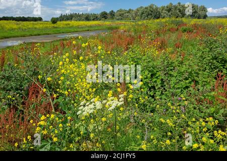 Blumen in den Oostvaardersplassen, Niederlande, Flevoland, Oostvaardersplassen, Almere Stockfoto