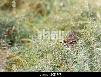 Dusky Thrush (Turdus eunomus), Erstwintermännchen, vierter Rekord für die Niederlande, Niederlande, Friesland, Vlieland Stockfoto