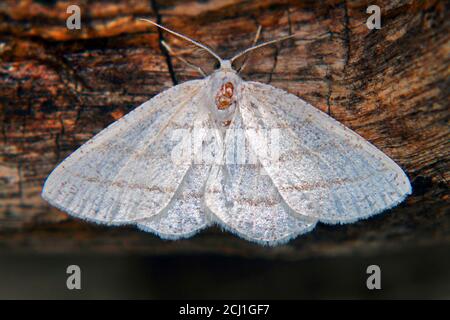 Common White Wave (Cabera pusaria), sitzt auf Rinde, Deutschland Stockfoto